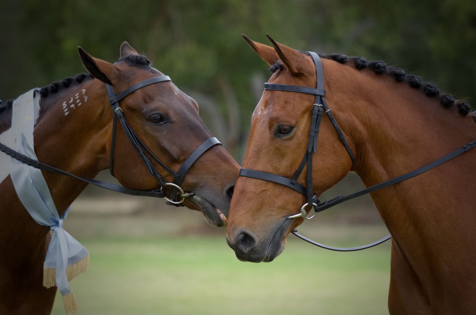 Nikon D5100 sample photo. Standardbred, horse, horse show photography