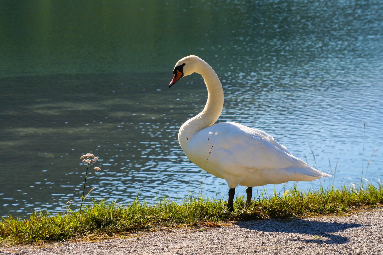 Canon EOS 350D (EOS Digital Rebel XT / EOS Kiss Digital N) sample photo. Swan, white, summer photography