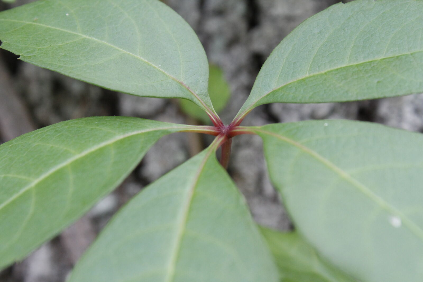 Canon EOS 7D sample photo