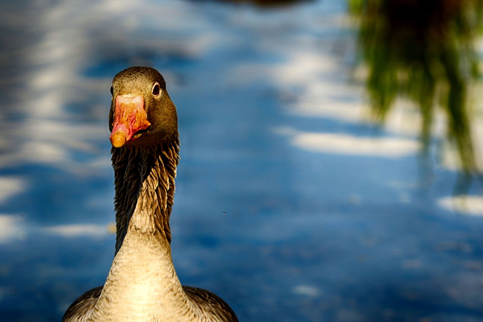 Canon EOS 7D Mark II + Canon EF 135mm F2L USM sample photo. Bird, and, lake photography