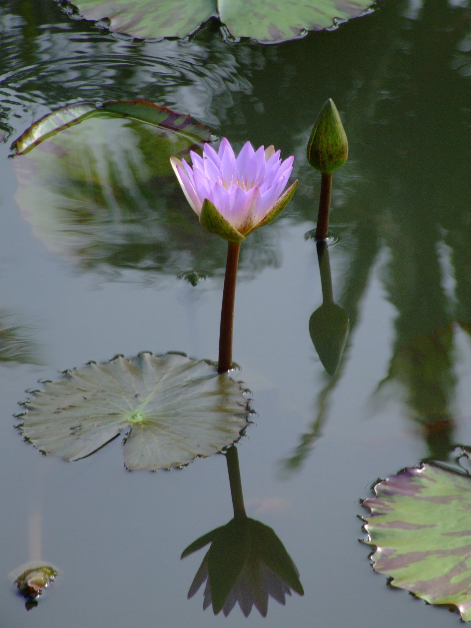 Fujifilm FinePix S9600 sample photo. Lilly, water lilly, flower photography