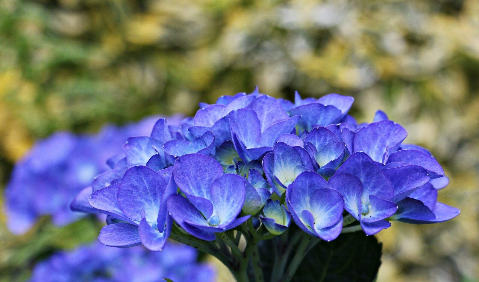 Canon EOS 550D (EOS Rebel T2i / EOS Kiss X4) sample photo. Hydrangea, flower, ornamental flower photography