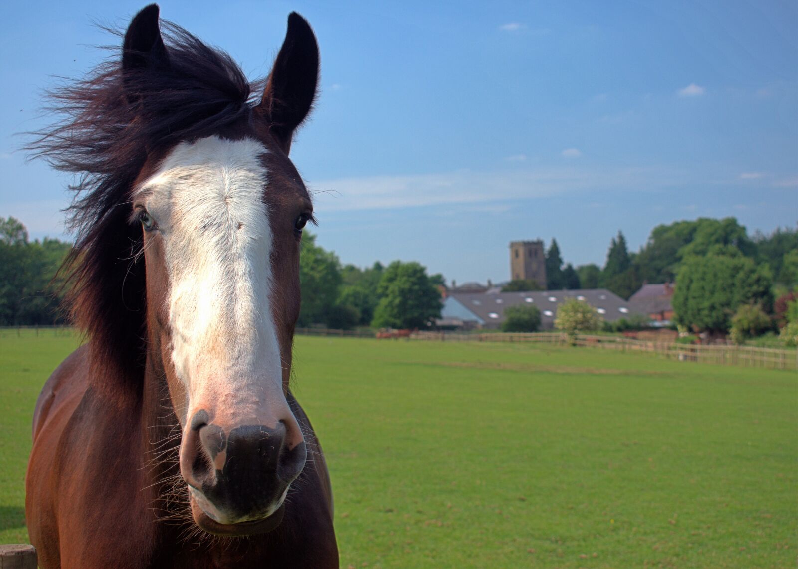 Nikon D3400 sample photo. Nottingham, horse, field photography