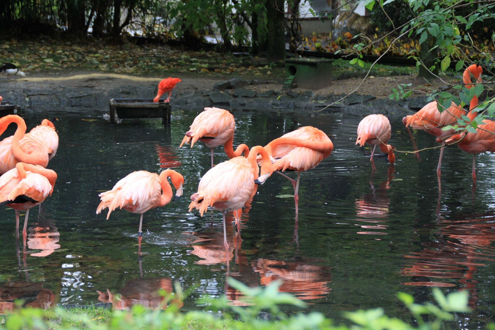 Canon EOS 50D sample photo. Pink flamingo, bird, park photography