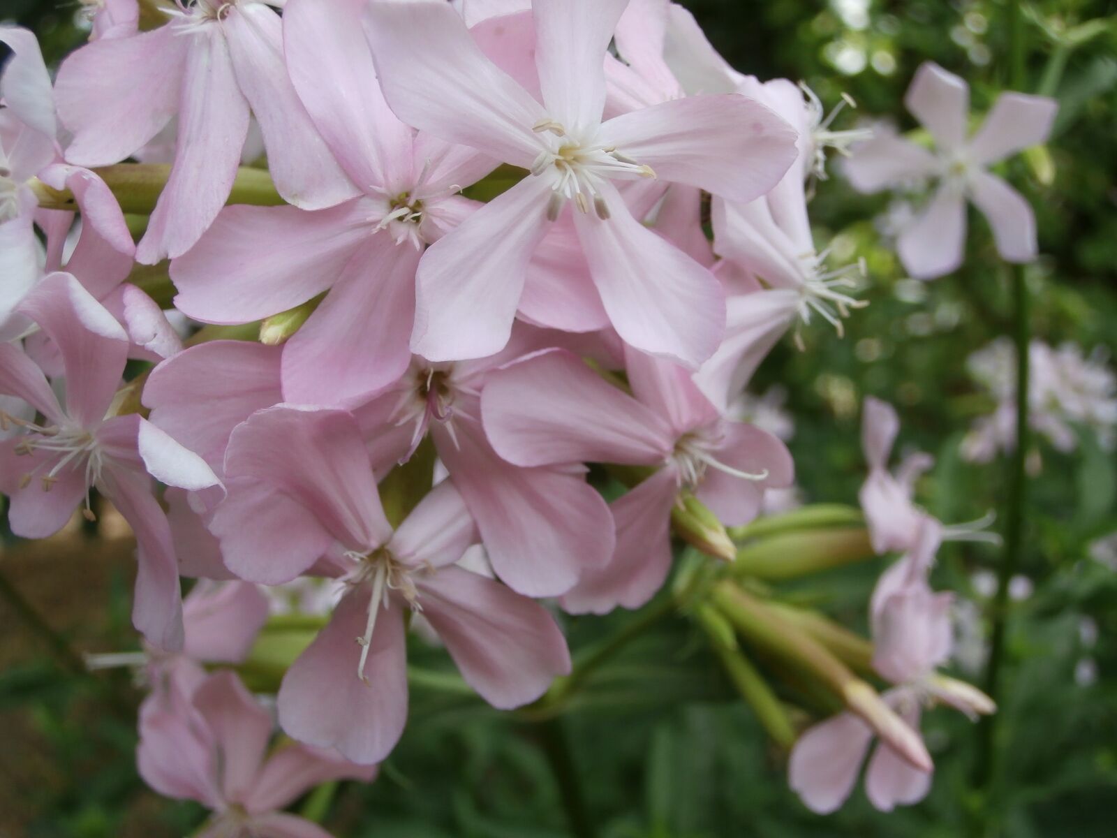 Olympus VR340,D750 sample photo. Flower, wild flowers, pink photography