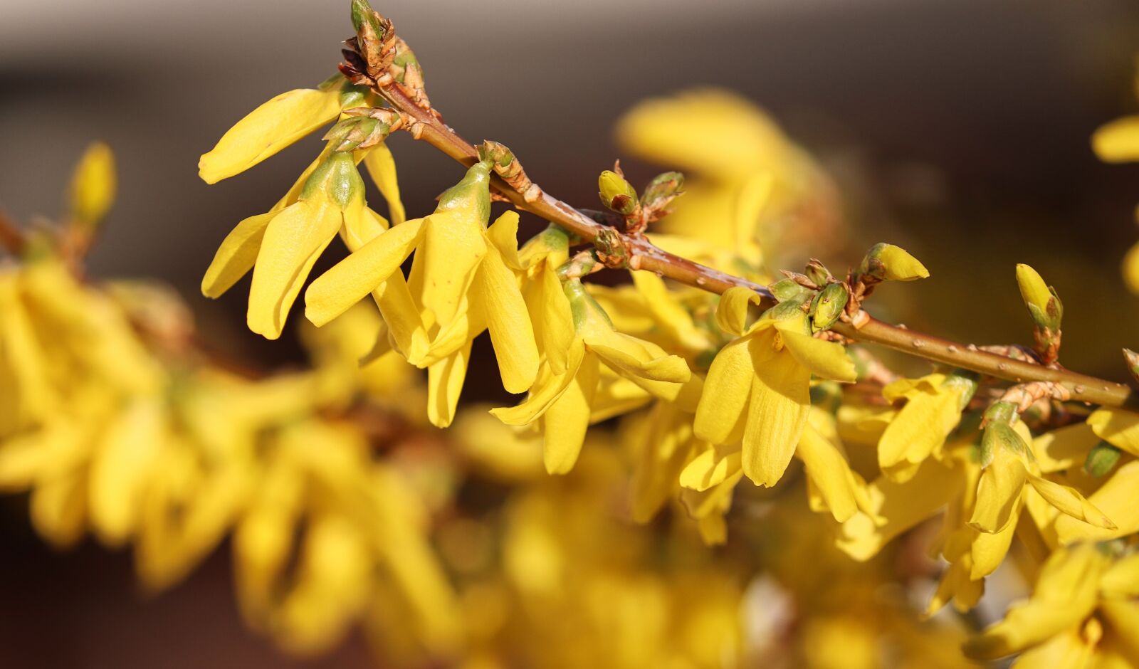 Canon EOS 200D (EOS Rebel SL2 / EOS Kiss X9) sample photo. Forsythia, garden forsythia, gold photography