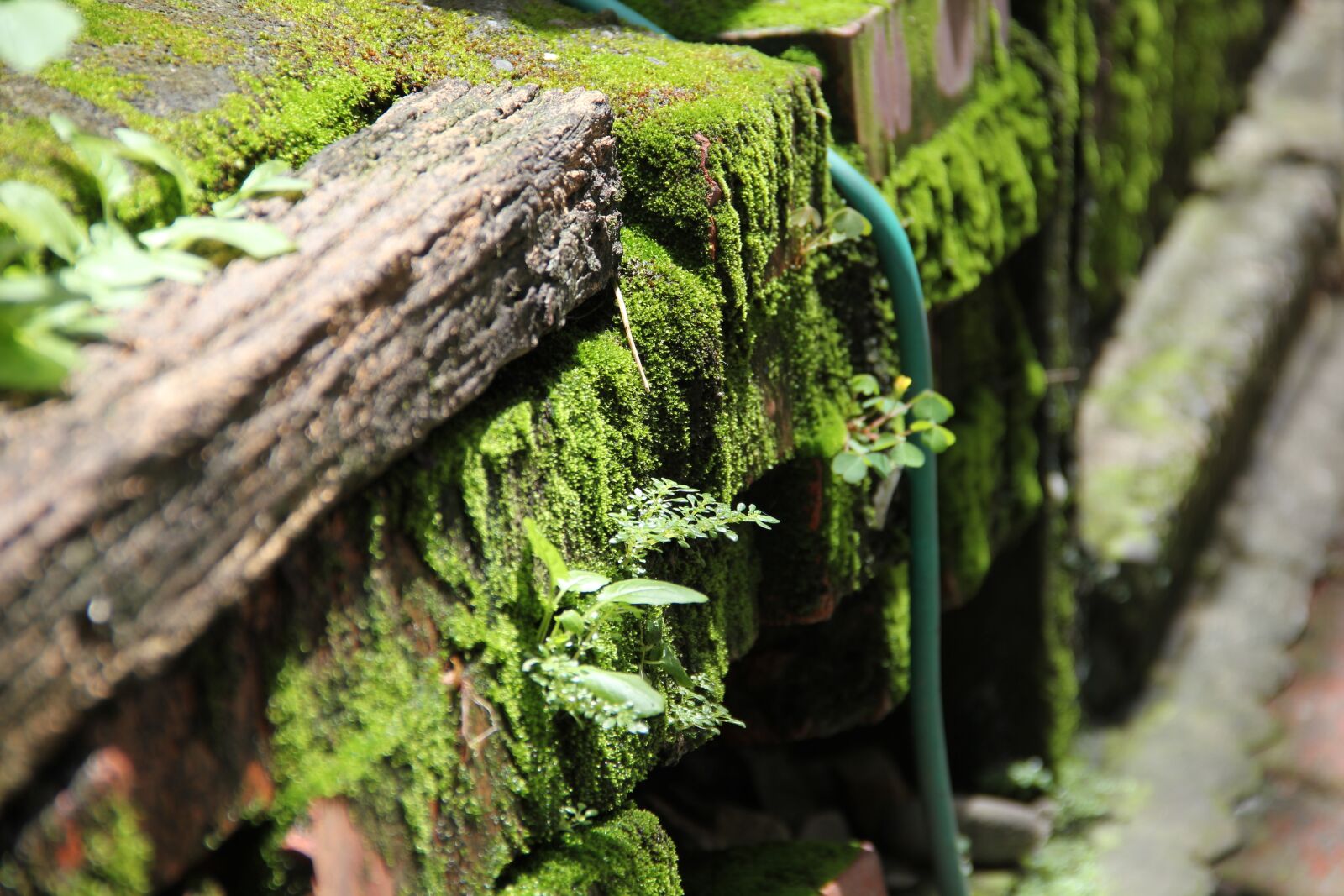 Canon EOS 550D (EOS Rebel T2i / EOS Kiss X4) sample photo. Lane, moss, plant photography