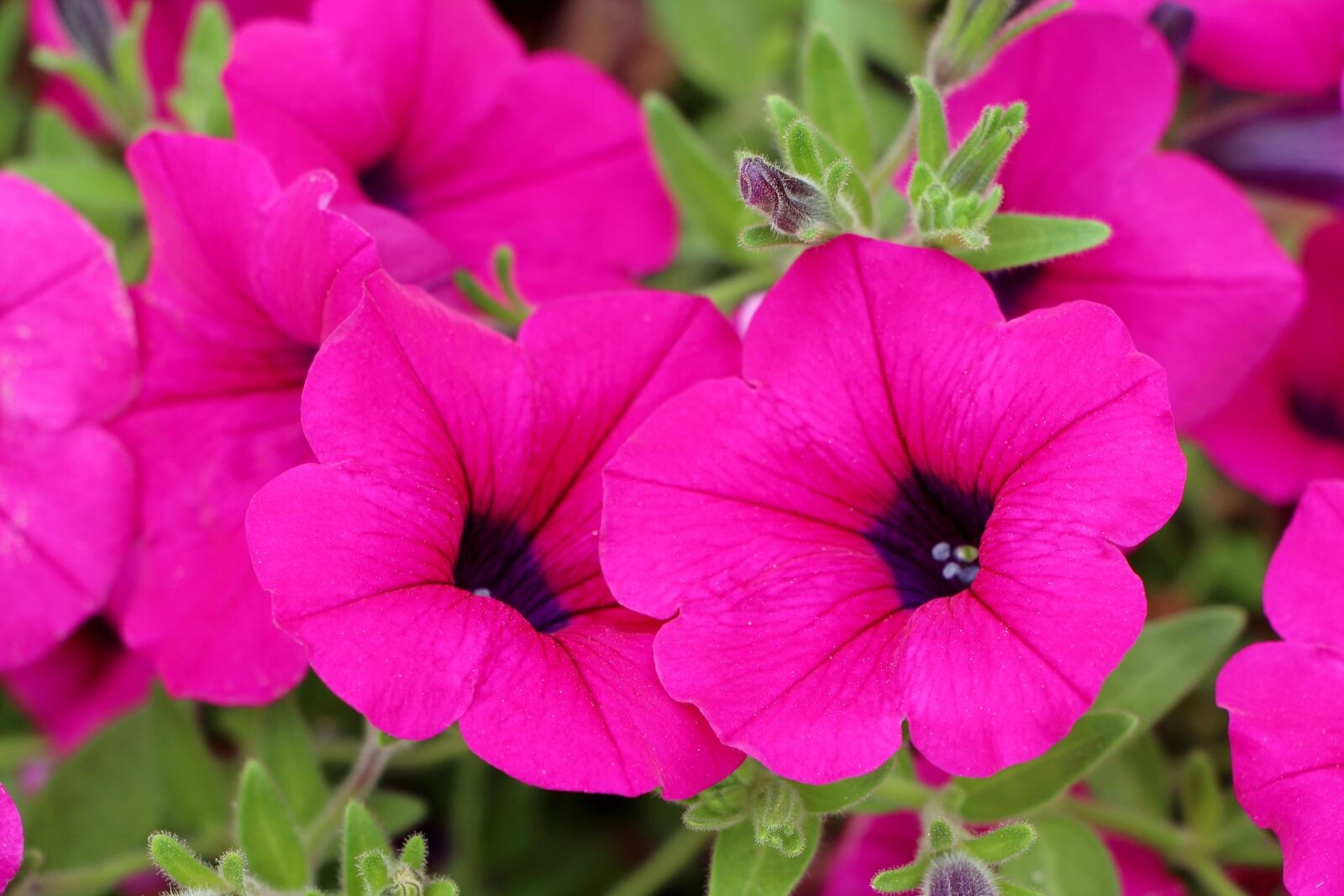 Canon EOS 650D (EOS Rebel T4i / EOS Kiss X6i) sample photo. Petunia, plants, flowers photography
