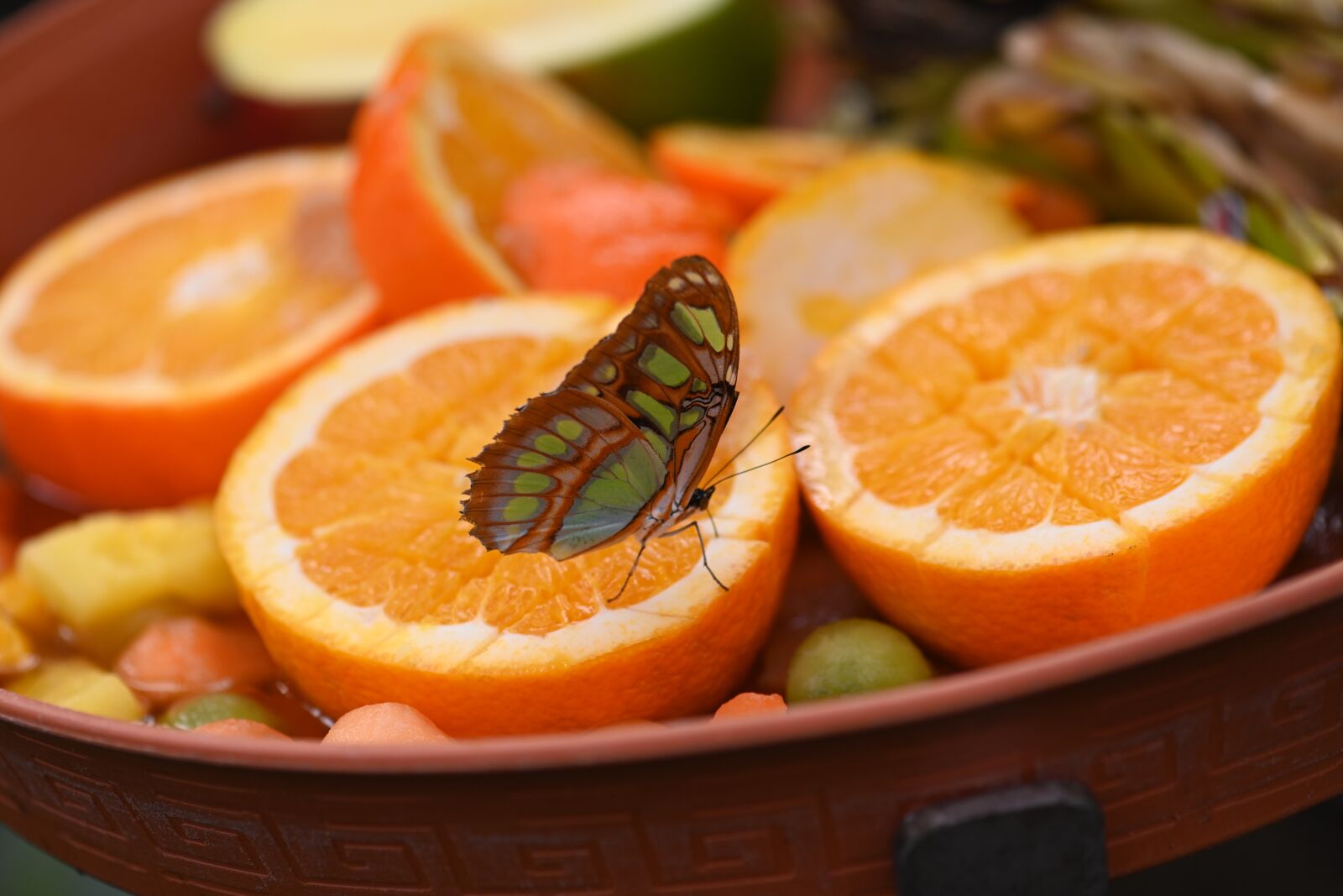 Nikon Z7 sample photo. Butterfly, zoo, rainforest photography