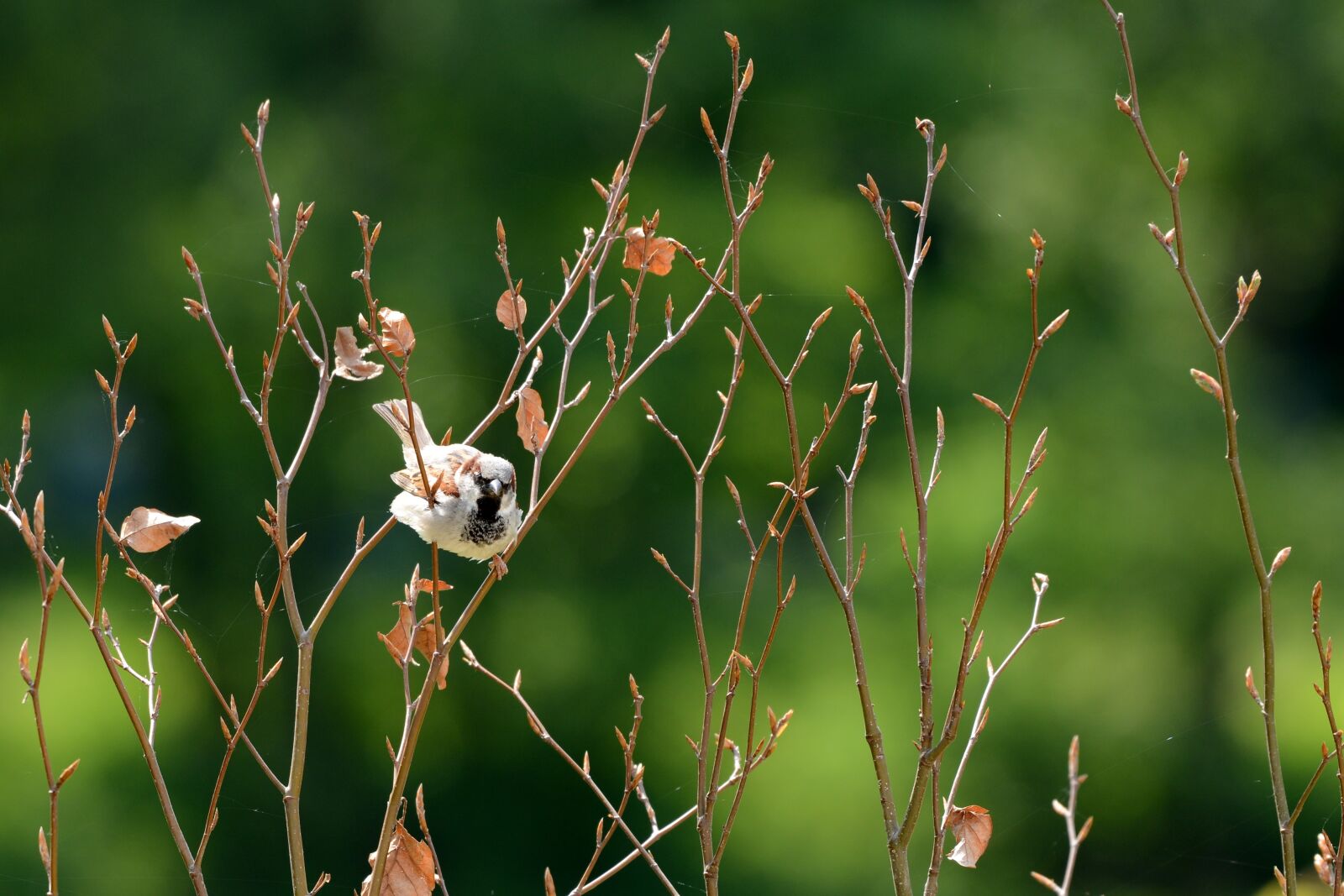 Nikon D600 sample photo. Mus, bird, by photography