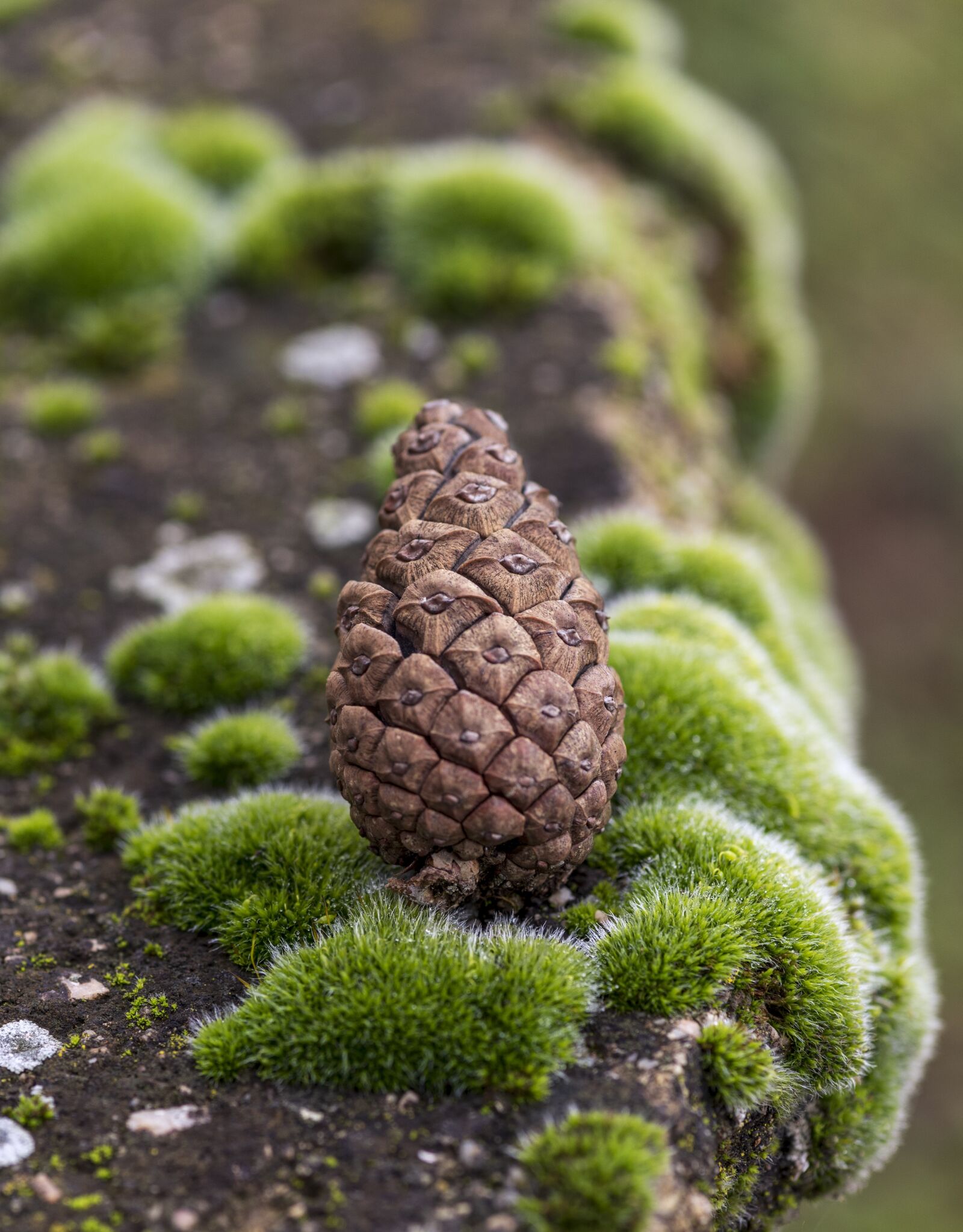 Nikon D750 sample photo. Moss, pine, green photography