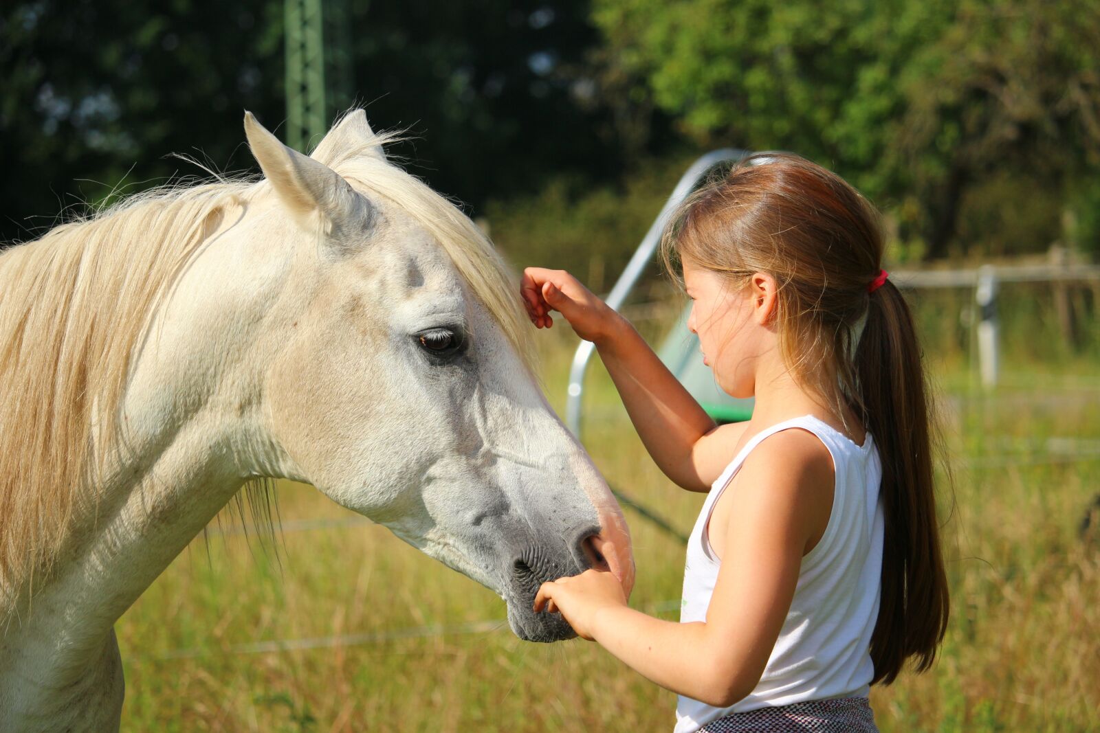 Canon EOS 100D (EOS Rebel SL1 / EOS Kiss X7) sample photo. Horse, mold, stallion photography