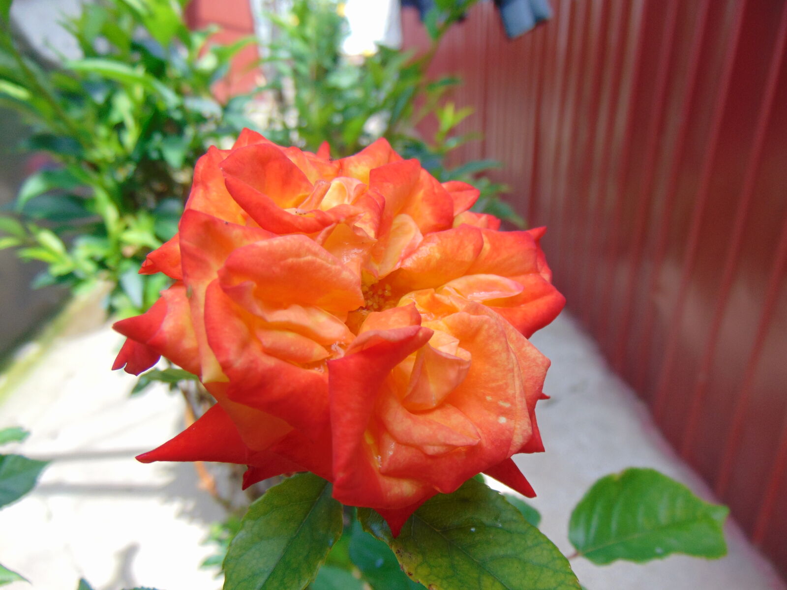 Sony Cyber-shot DSC-H300 sample photo. Orange rose photography