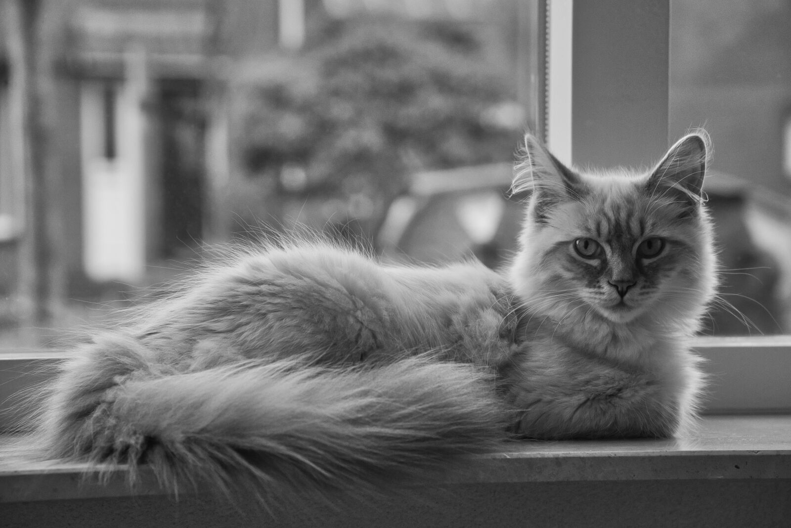 Nikon D610 sample photo. Cats, pet, cat photography
