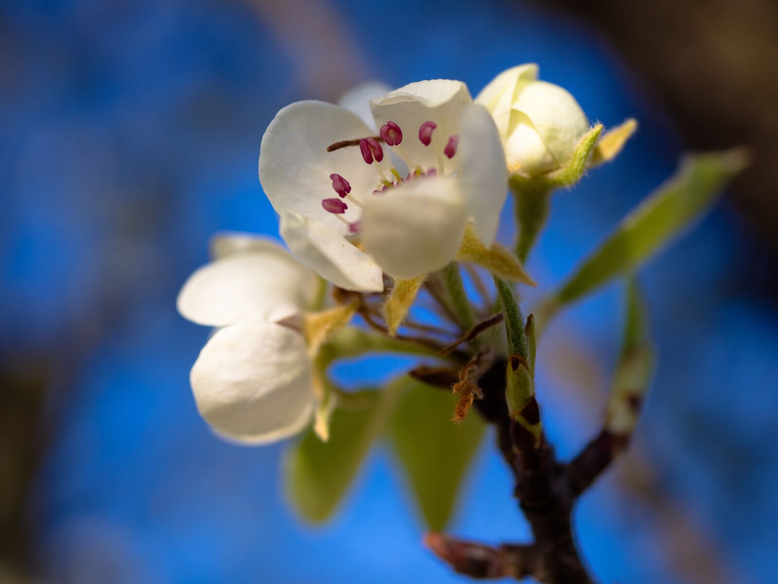 Olympus PEN E-PL9 sample photo. Blossom, bloom, bloom photography