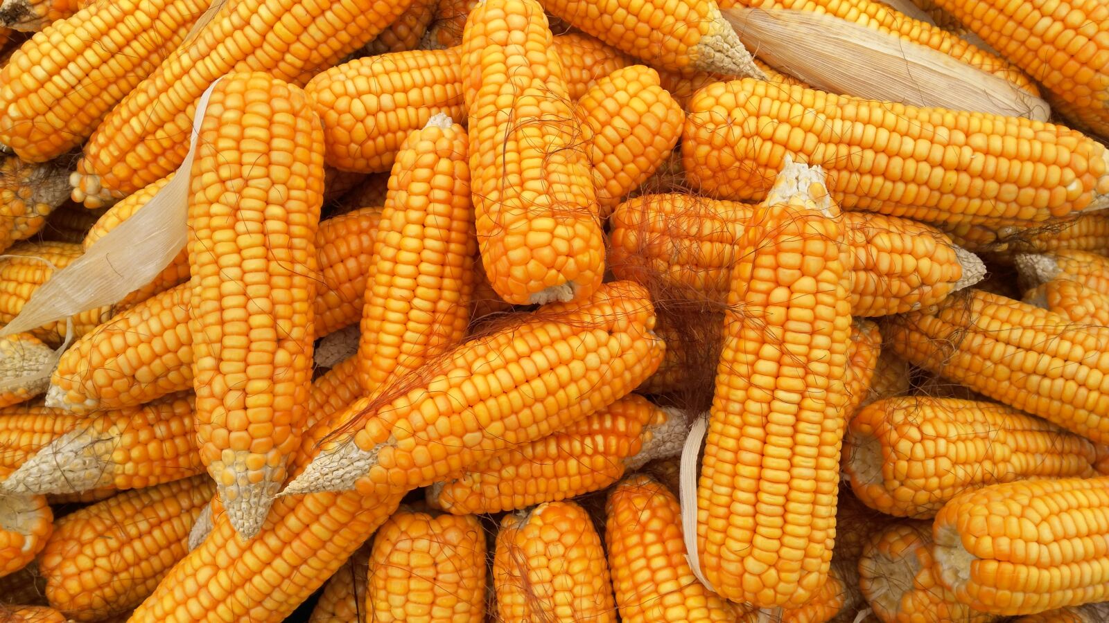 HUAWEI G7-L11 sample photo. Corn, food, organic photography