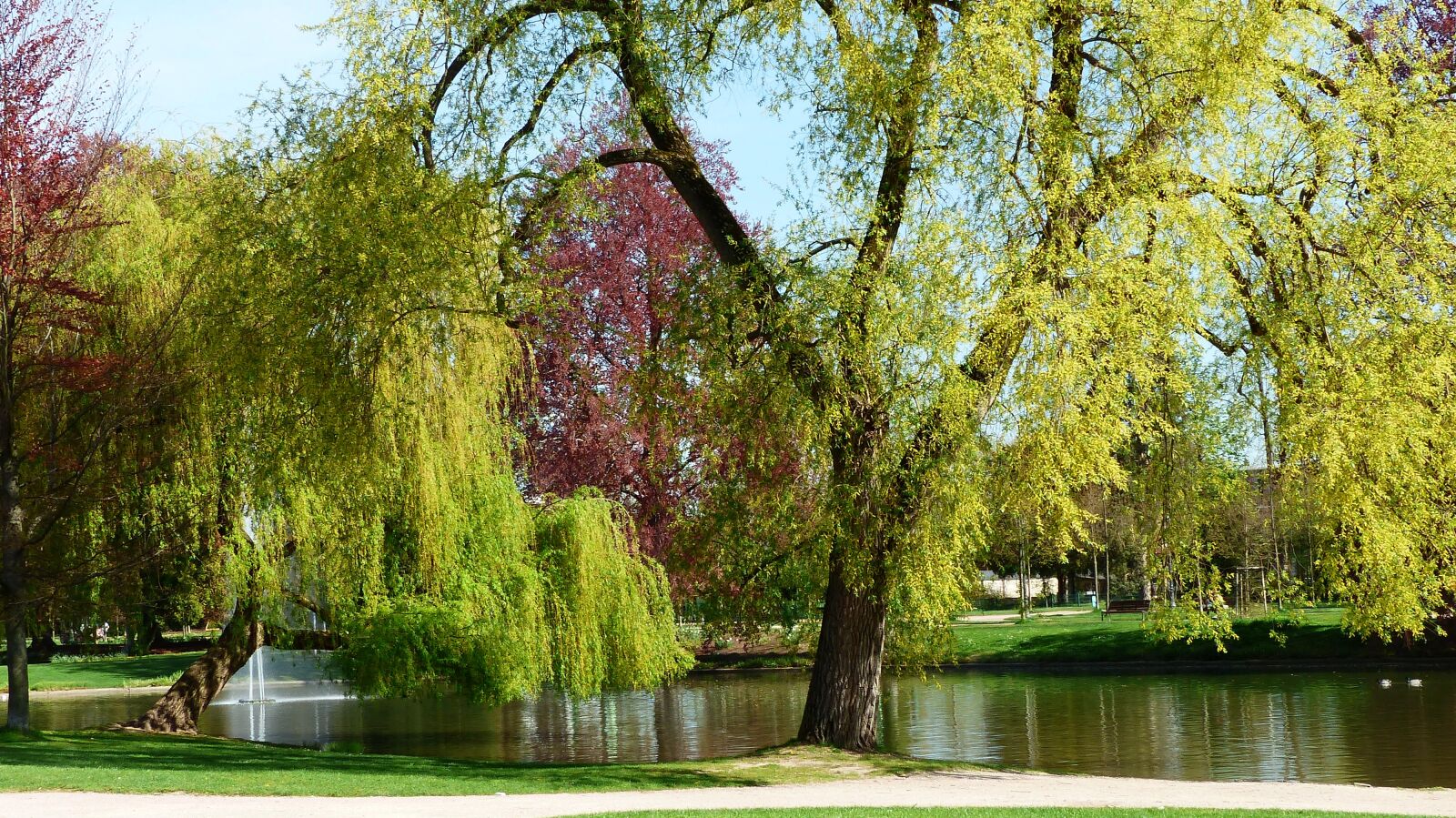 Panasonic Lumix DMC-FZ200 sample photo. Tree, park, nature photography