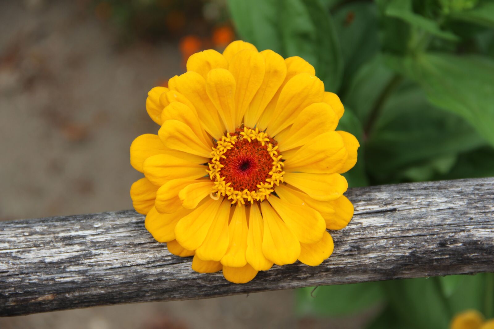 Canon EOS 600D (Rebel EOS T3i / EOS Kiss X5) sample photo. Flower, yellow, nature photography