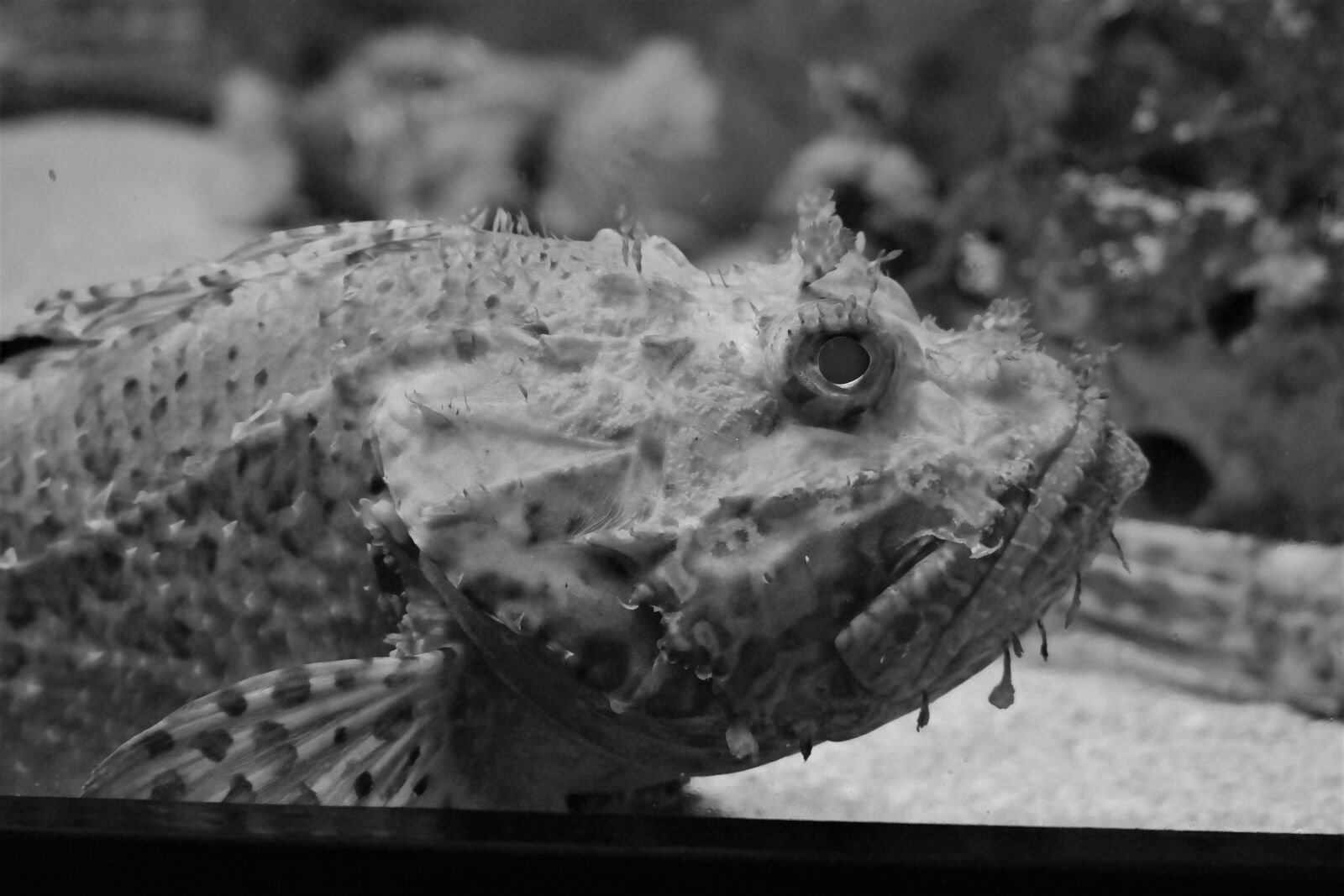 Samsung NX30 + NX 50-200mm F4-5.6 sample photo. Fish, aquarium, under water photography