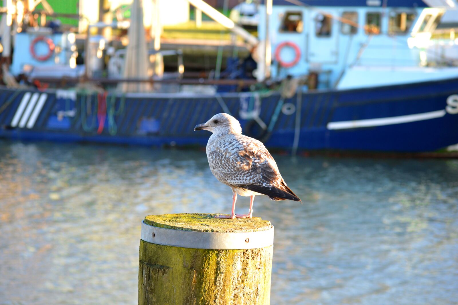 Nikon D3200 sample photo. Büsum, seagull, port photography