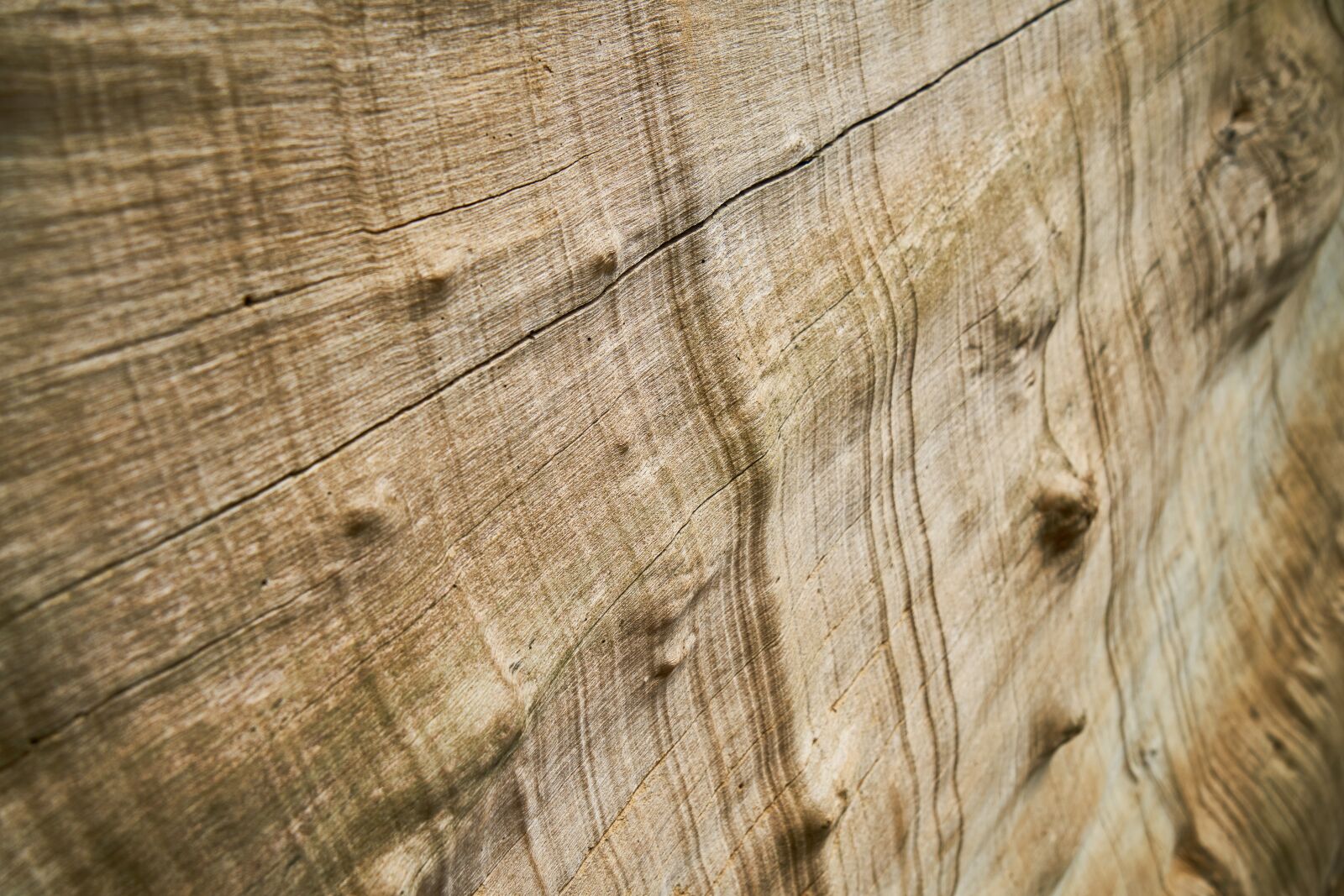 Sony a7R II sample photo. Abstract, texture, tree photography