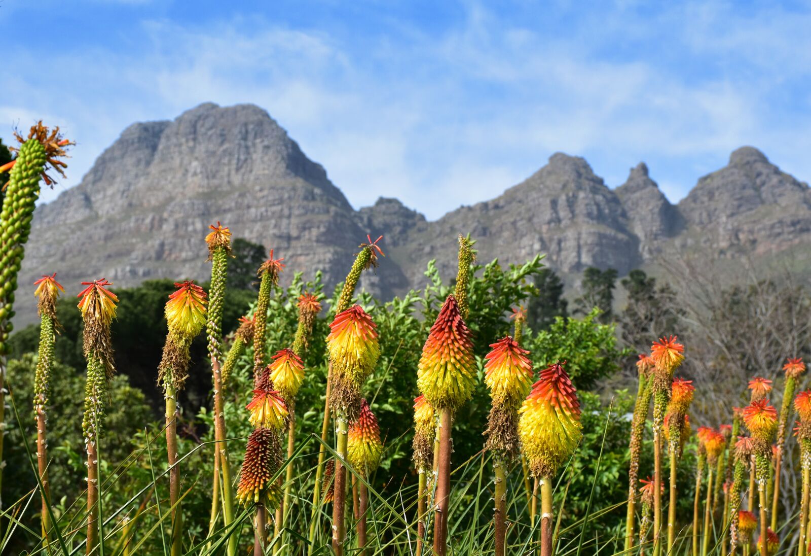 Nikon D5500 sample photo. Mountain, fynbos, nature photography