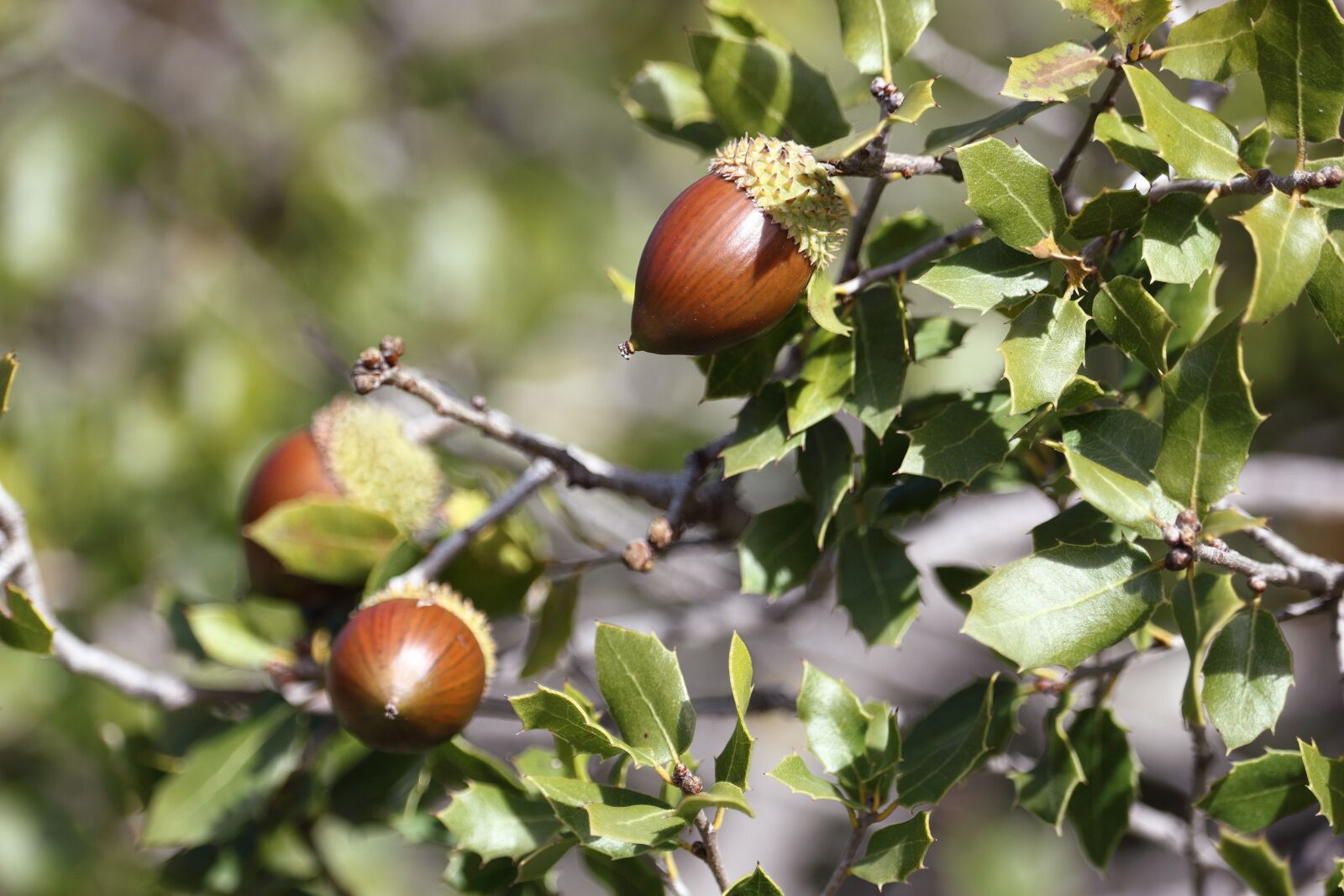 Canon EOS 1200D (EOS Rebel T5 / EOS Kiss X70 / EOS Hi) sample photo. Acorn, tree, nature photography