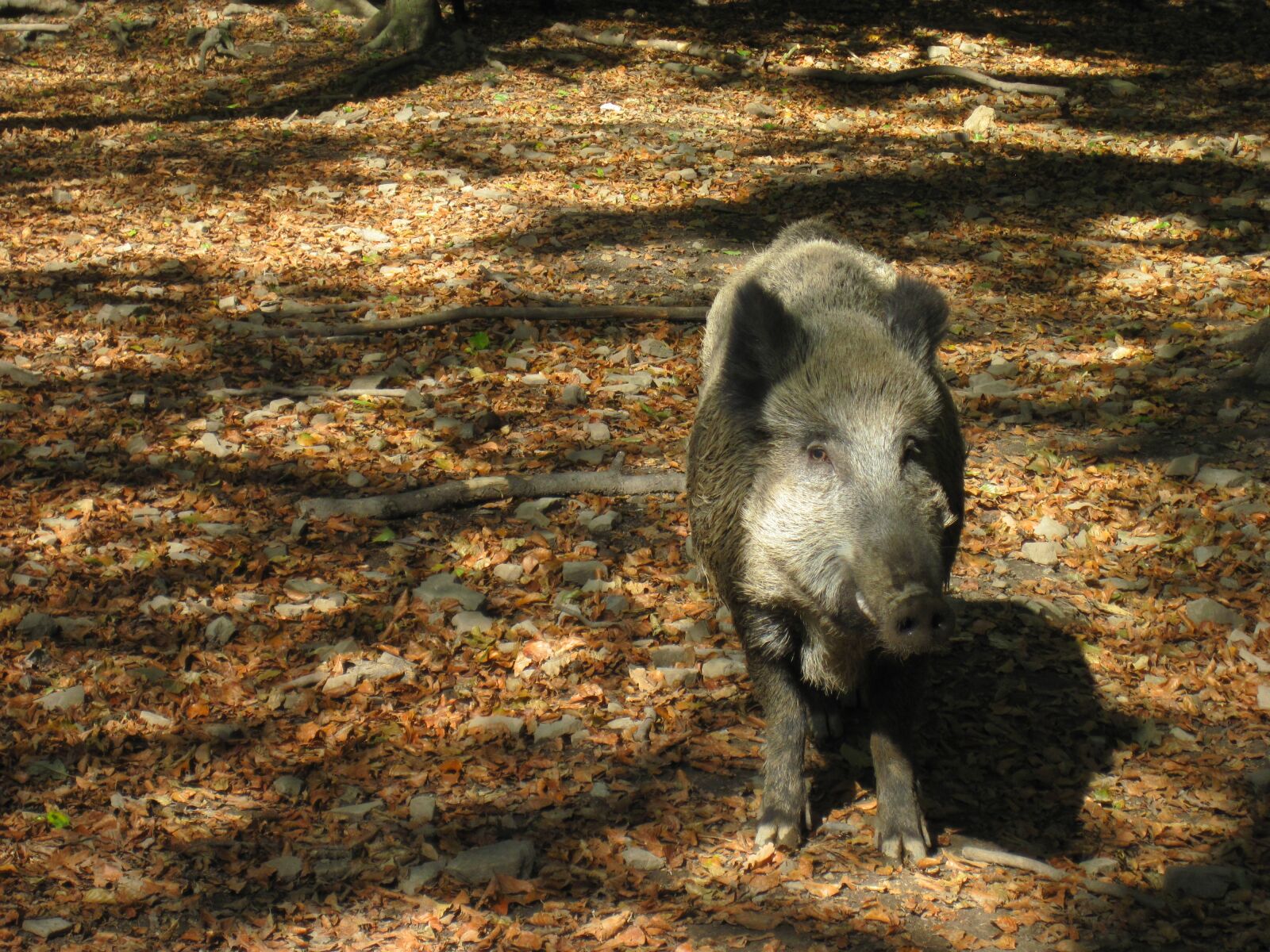 Canon PowerShot D10 sample photo. Boar, autumn, sun photography