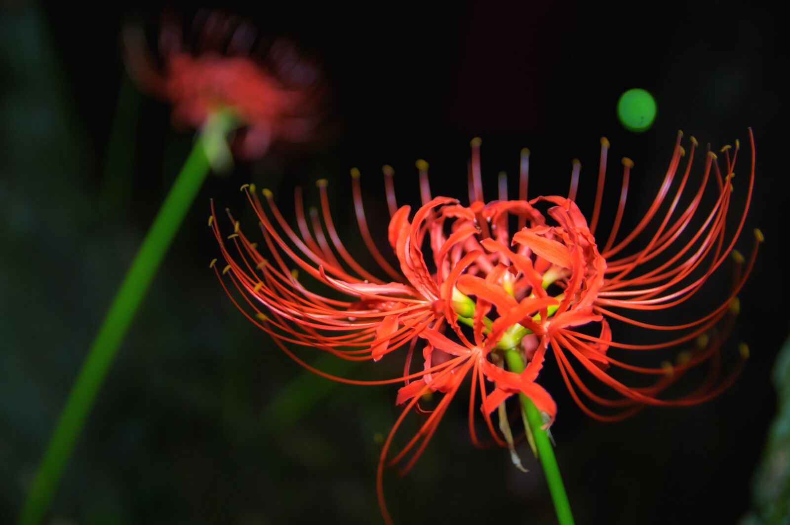 Pentax K-3 sample photo. Amaryllis, flowers, autumn photography