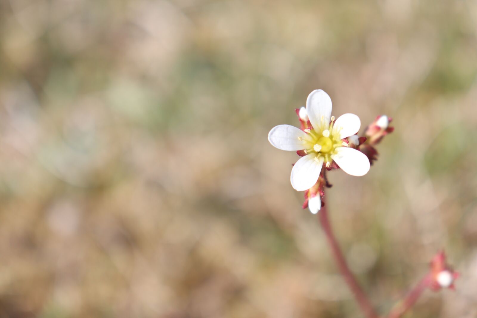 Canon EOS 77D (EOS 9000D / EOS 770D) sample photo. Flower, white, glow photography