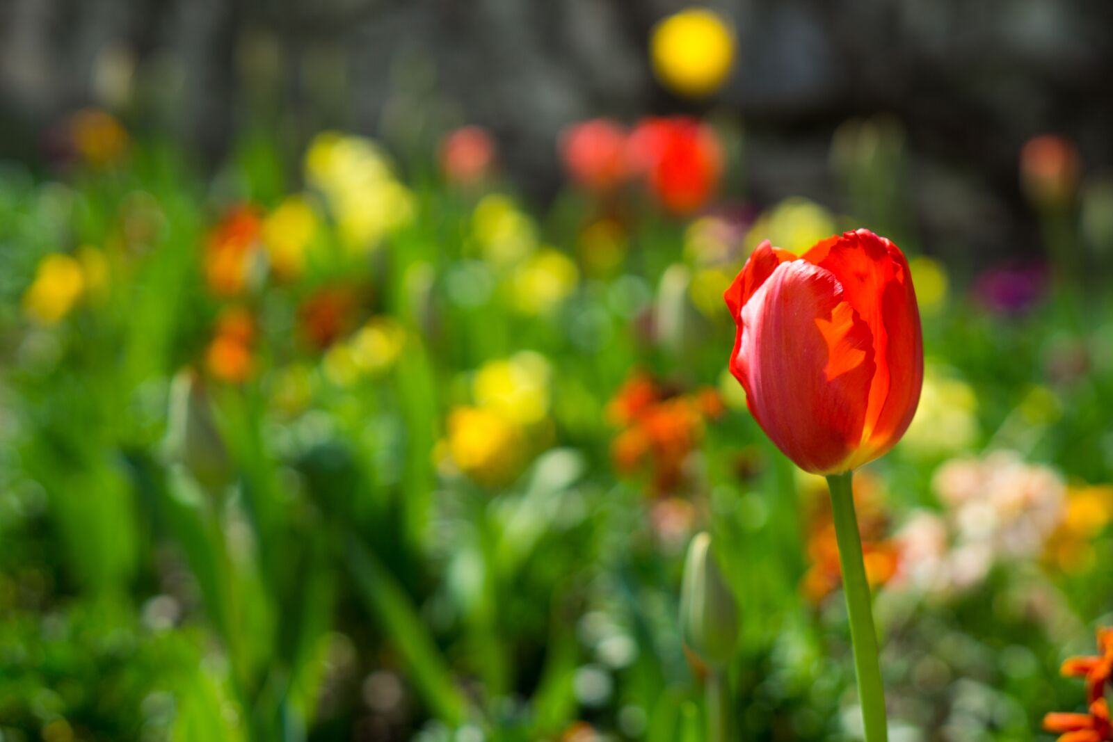 Sony a5100 sample photo. Flowers, spring, garden photography