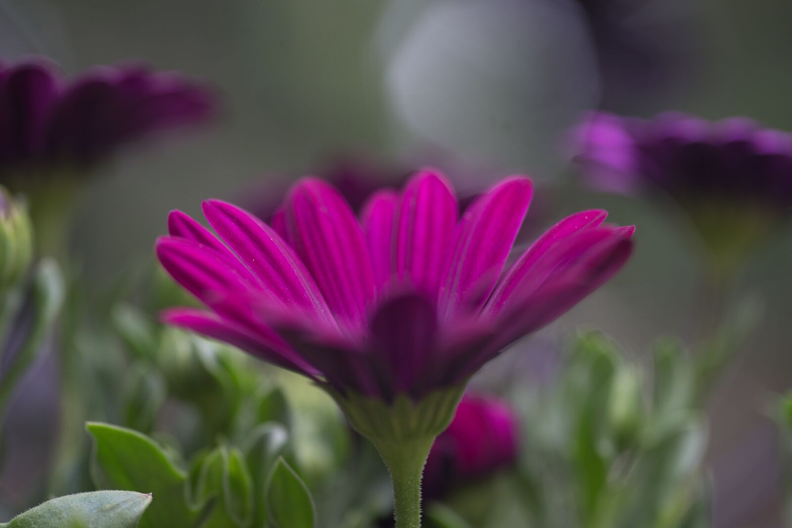 Canon EOS-1D X sample photo. Flowers, garden, nature photography