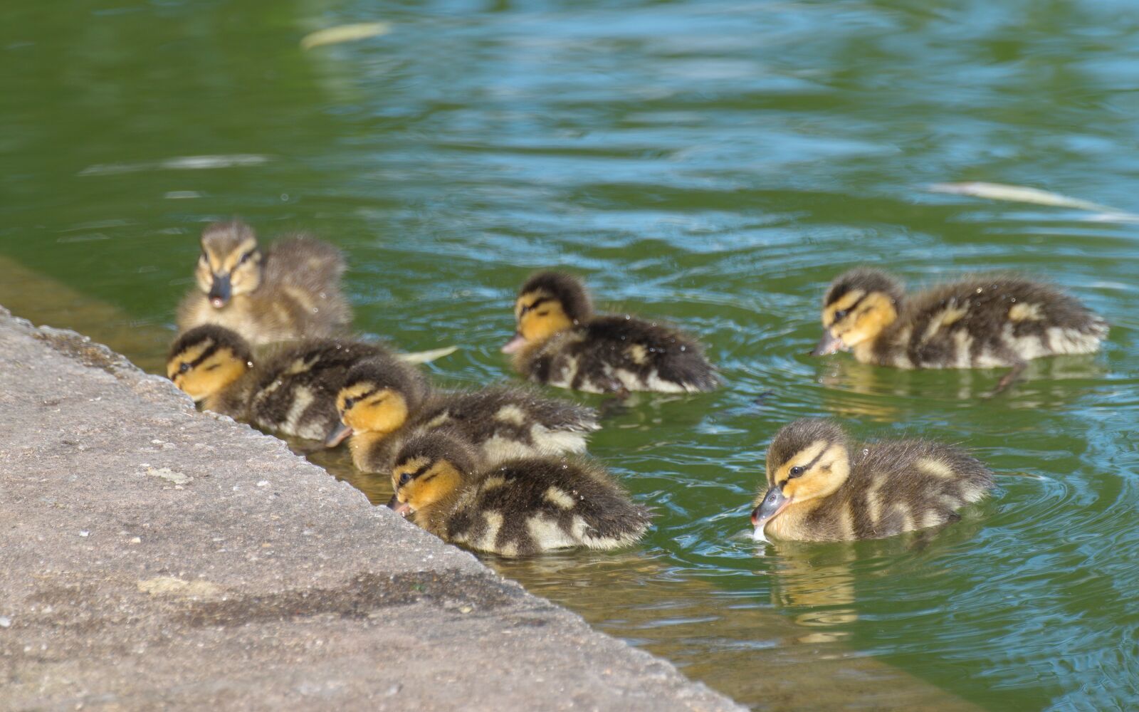 Nikon D5300 sample photo. Check out the chicks photography
