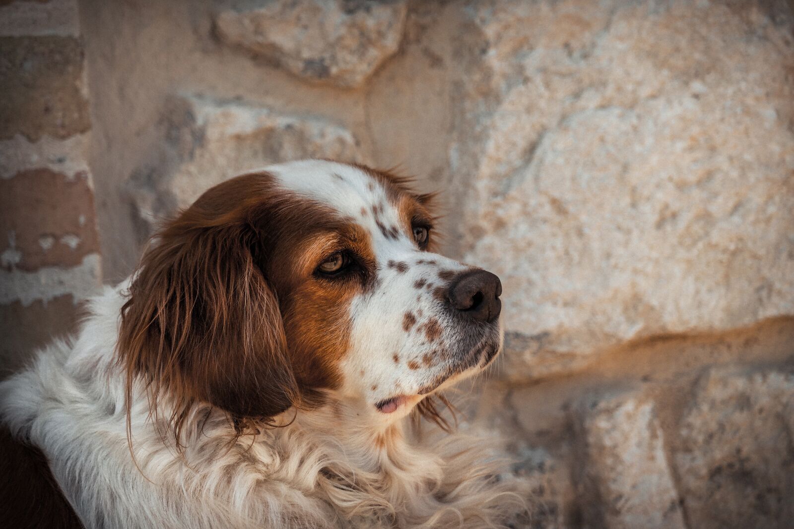 Canon EF-S 55-250mm F4-5.6 IS STM sample photo. Dog, portrait, animal photography