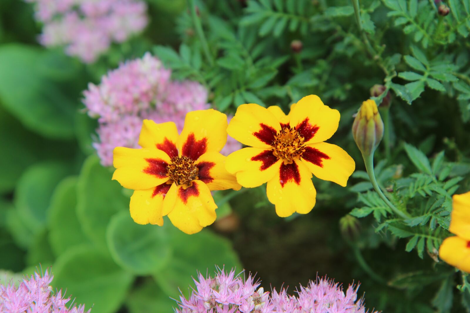 Canon EOS 600D (Rebel EOS T3i / EOS Kiss X5) sample photo. Carnation of india, carnation photography