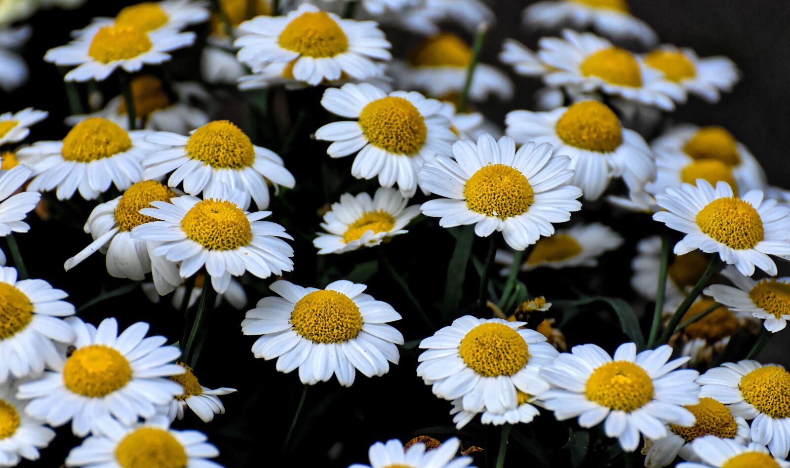 Nikon D7200 sample photo. Daisies, white, flower photography