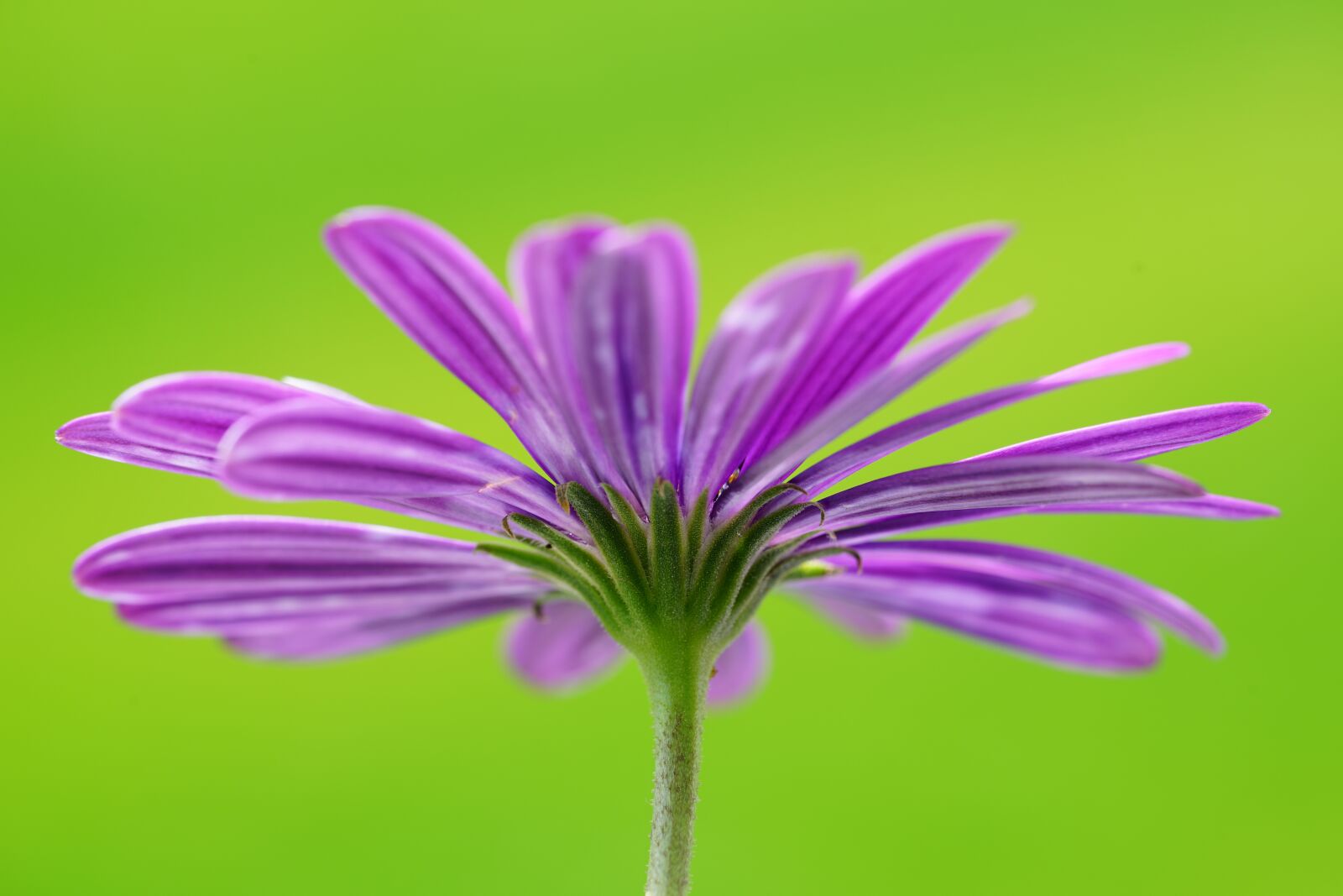 Sony FE 90mm F2.8 Macro G OSS sample photo. Flower, blossom, bloom photography
