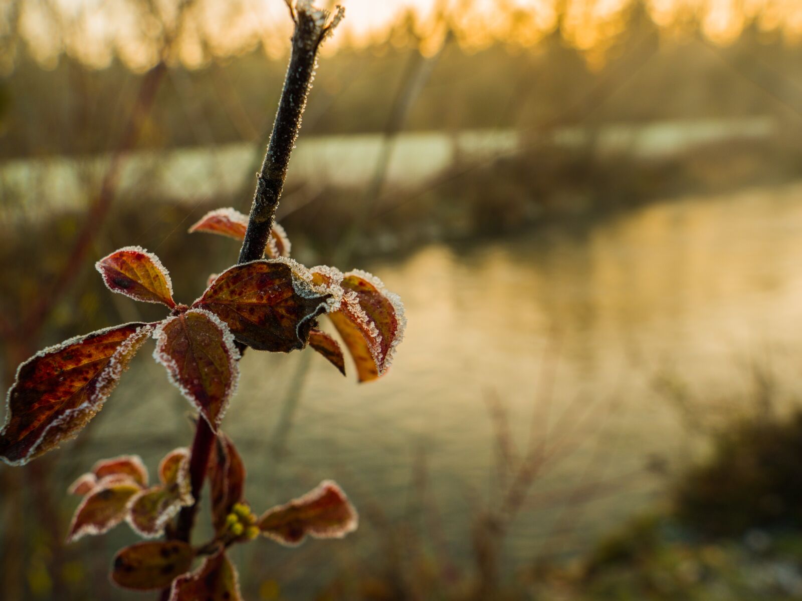 LEICA DG 12-60/F2.8-4.0 sample photo. Sunrise, winter, landscape photography