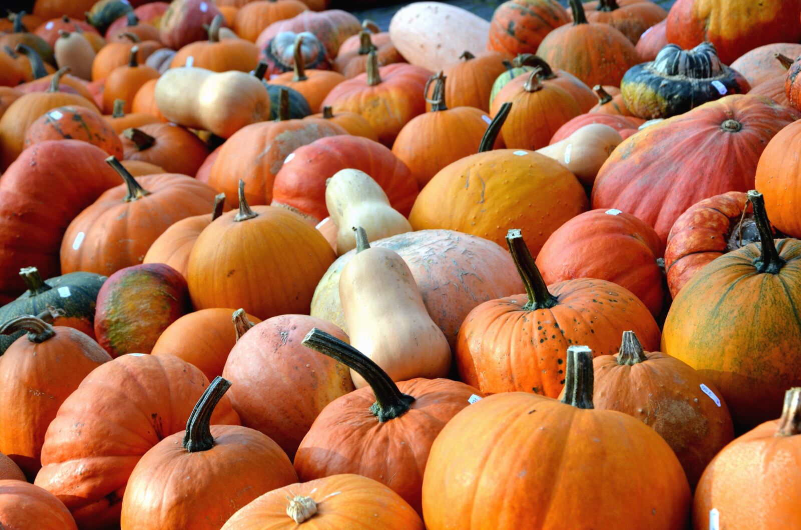 Nikon D5100 sample photo. Pumpkin, vegetables, food, autumn photography