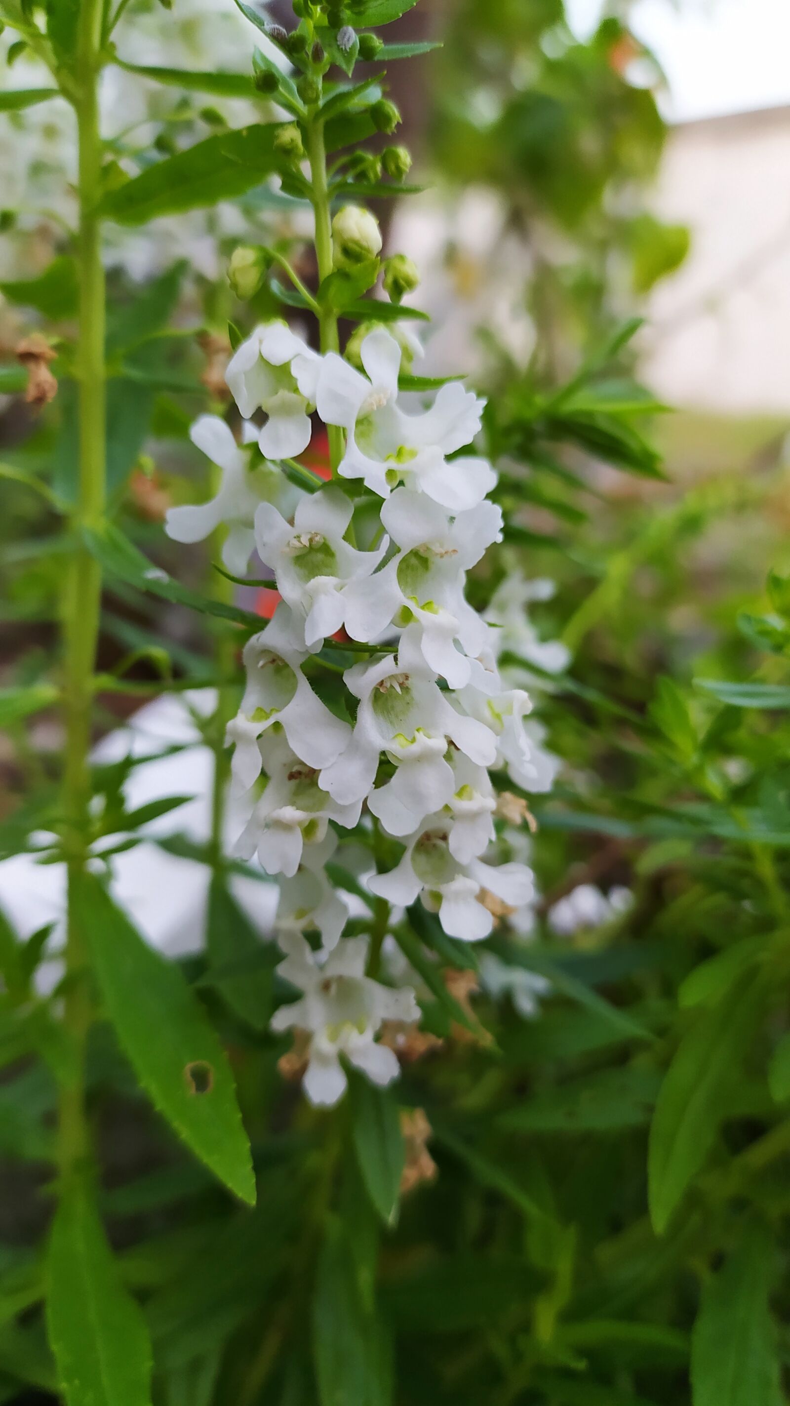 Xiaomi Redmi Note 8 sample photo. Flowers, plant, white flowers photography