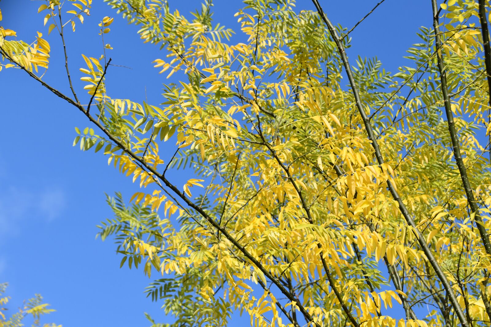 Nikon D5600 sample photo. Acacia, branch acacia, shrub photography