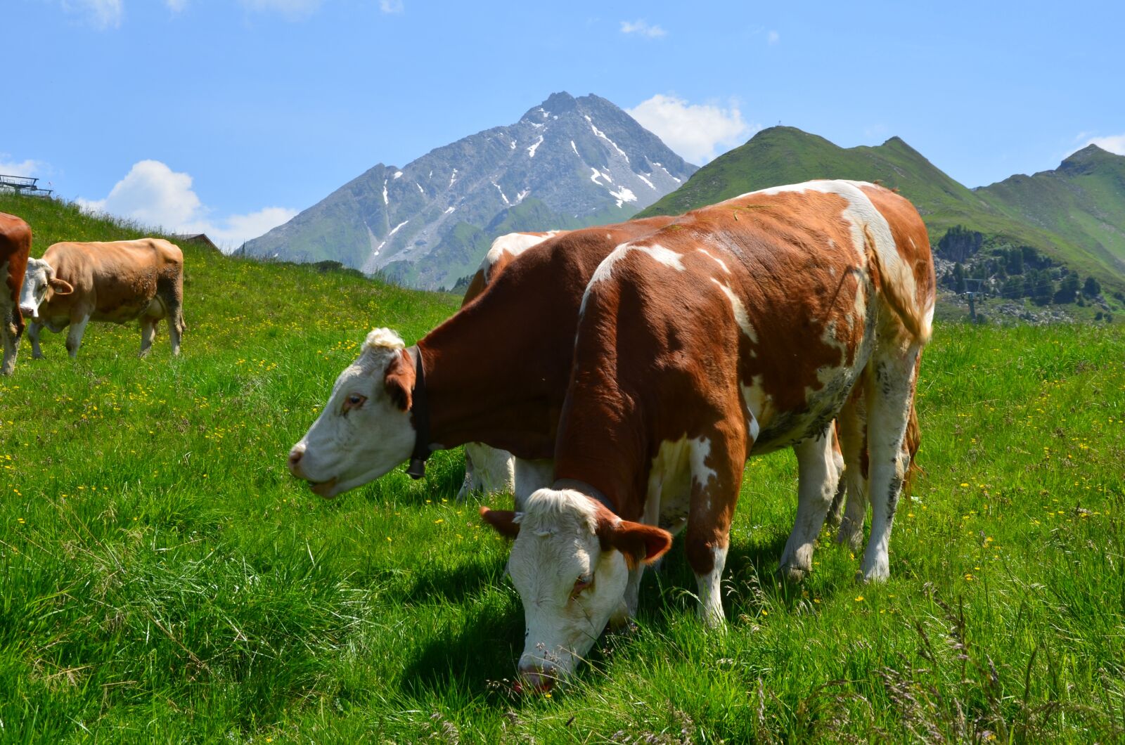 Nikon D5100 sample photo. Mountains, cows, alm photography