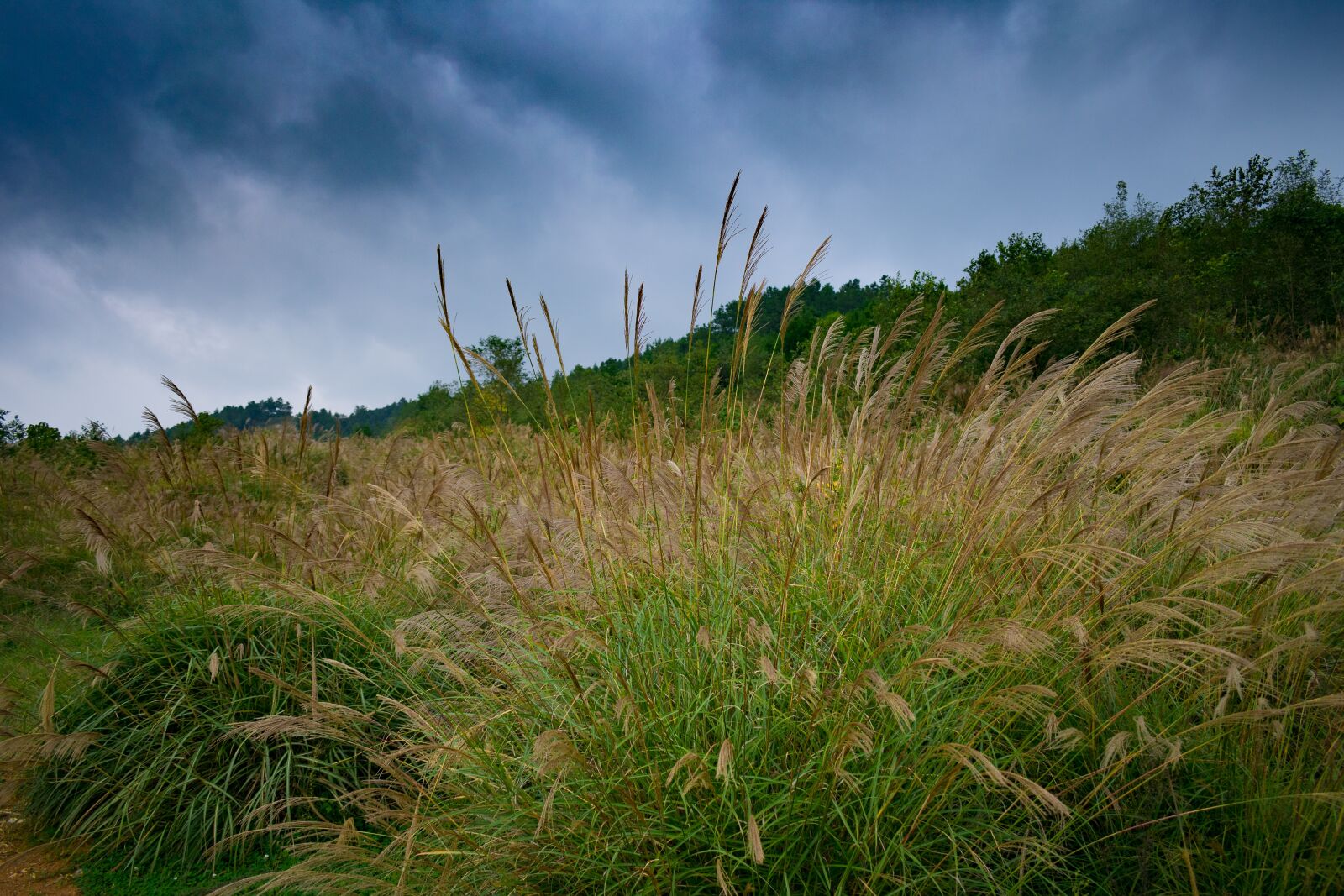 Nikon D3400 sample photo. Pampas grass, pampas grass photography