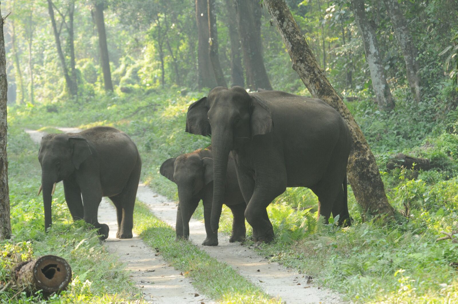 Nikon D300 sample photo. Elephant, wild, forest photography