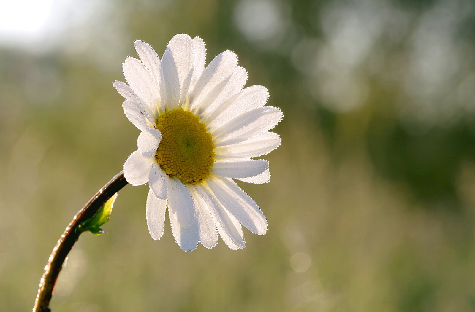 Pentax K-S2 sample photo. Daisy, flower, yellow photography