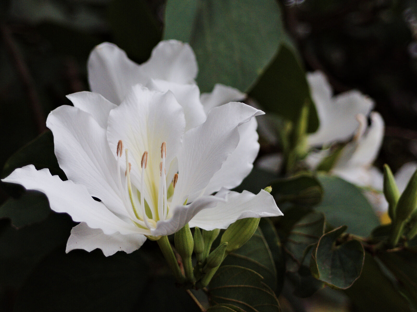 Olympus XZ-2 iHS sample photo