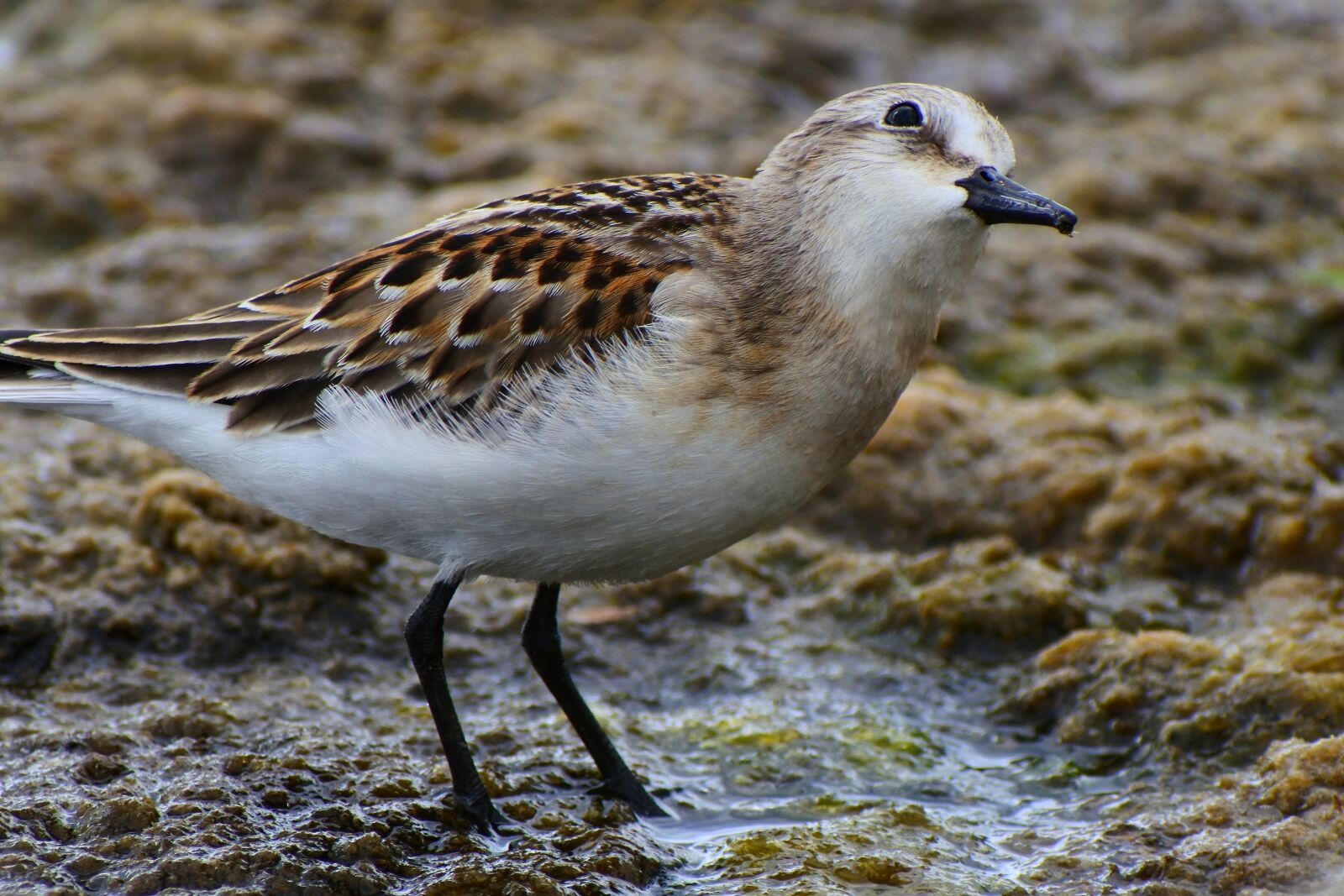 VR 70-300mm f/4.5-6.3G sample photo. Animal, waterside, grass photography