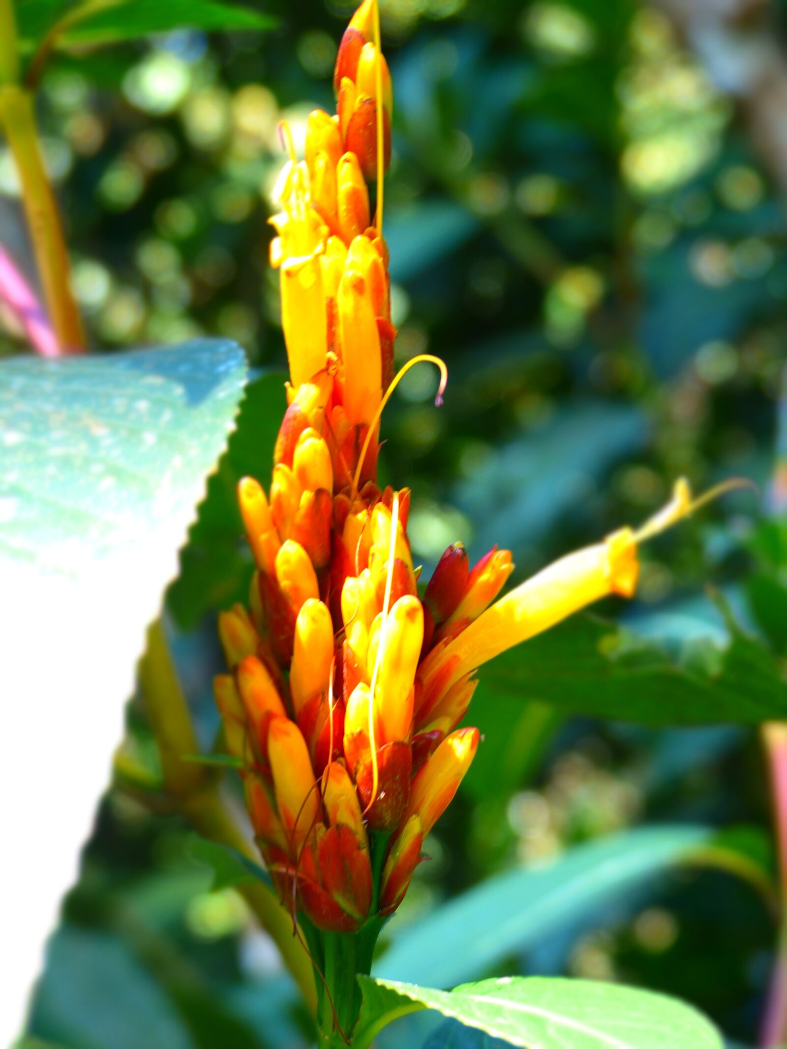 Panasonic Lumix DMC-FZ200 sample photo. Flower, garden, flowers photography