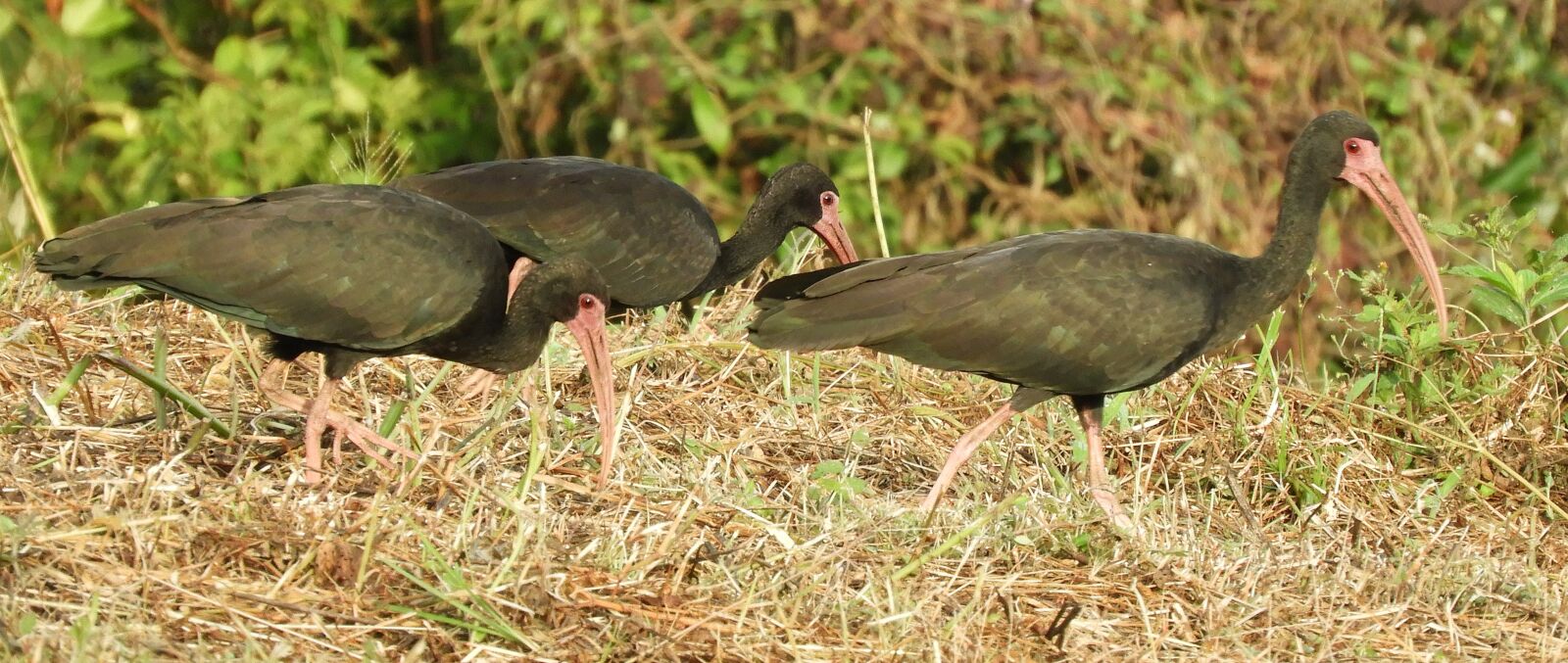 Nikon Coolpix B700 sample photo. Nature, birds, ibis photography