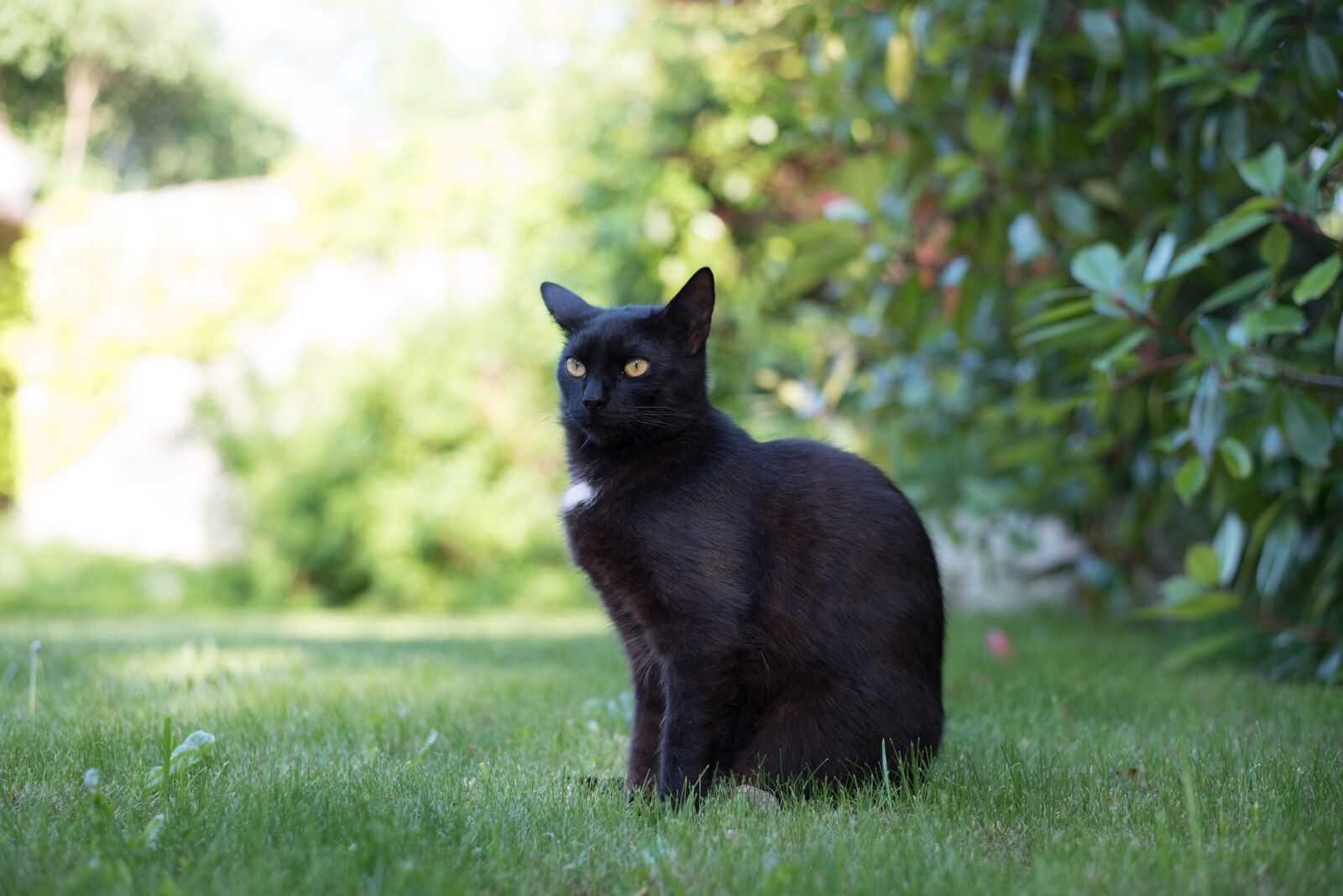 Nikon D750 sample photo. Domestic cat, black cat photography